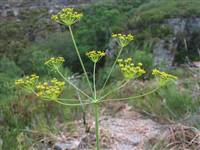 Pulsa para ver original